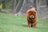 CHOW CHOW 700